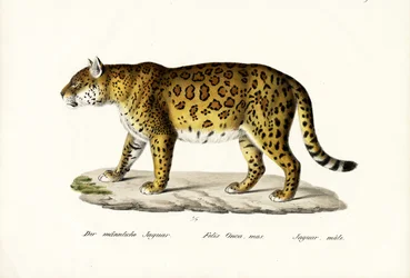 ジャガー、1824